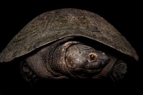 Madagascar Big-Headed Turtle (Erymnochelys madagascariensis) - Joel Sartore