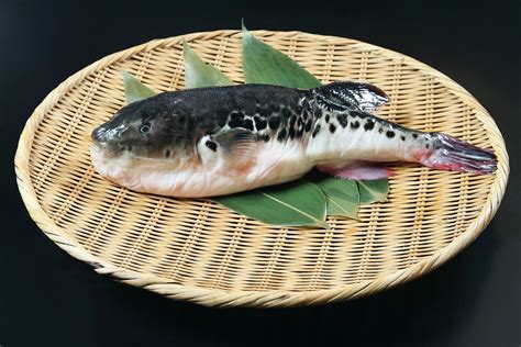 Deadly fugu fish flub prompts Japan emergency warning - Food - The Jakarta Post