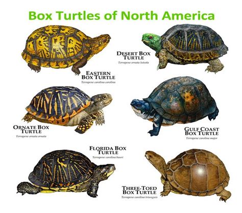 Box Turtles of North America | Turtle - Tortoise - Terrapin | Pinterest | Turtles, America and Boxes