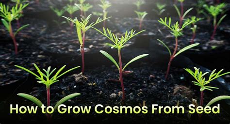 How To Plant & Grow Cosmos Flowers From Seeds (Start-Germination) - EmbraceGardening