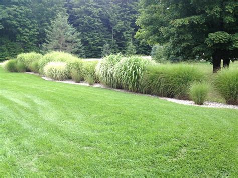 Ornamental grasses as a border. | Ornamental grasses, Landscape, Grass