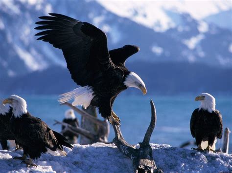 Bald Eagle Wallpapers - Wallpaper Cave