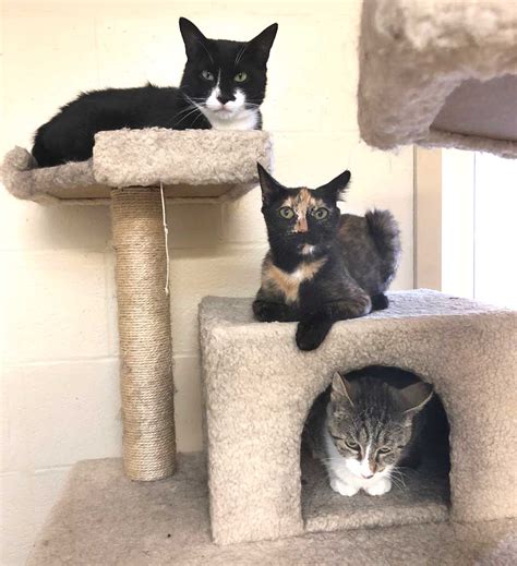 With Shelter At Capacity, Cat Adoption Fees Halved – All Otsego