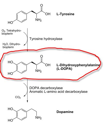 Dopamine Synthesis Pathway