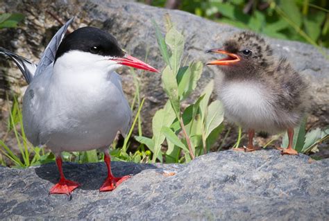 Alaska Wildlife Tour — Planet Earth Adventures - Guided Tours & Custom ...