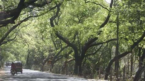 High court pulls up Goa govt for failing to conduct tree census ...