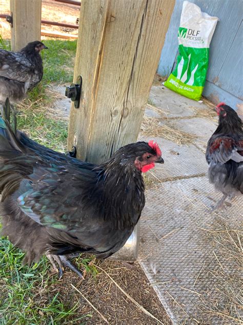 Purebred Australorp Roosters available! One splash and one black | Livestock | Calgary | Kijiji