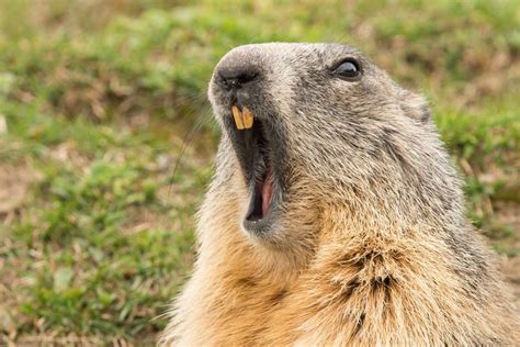 12 Hilarious Times Groundhog Day Went Terribly Wrong — Best Life