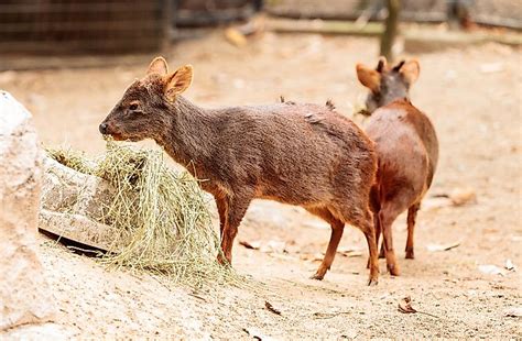 Animals Found in Chile - WorldAtlas.com