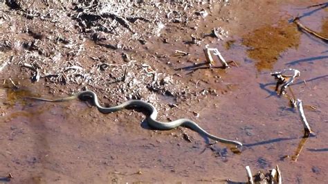 White lipped snake in Cradle Mountain National Park, Tasmania - YouTube