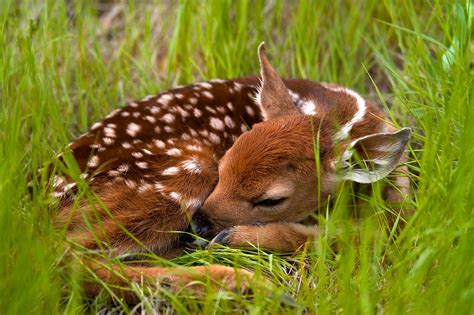 Baby Deer Fawn Cheap Sale, Save 49% | jlcatj.gob.mx