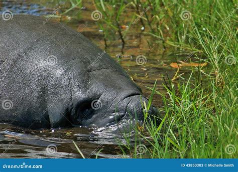 Manatee Feeding stock image. Image of head, herbivore - 43850303