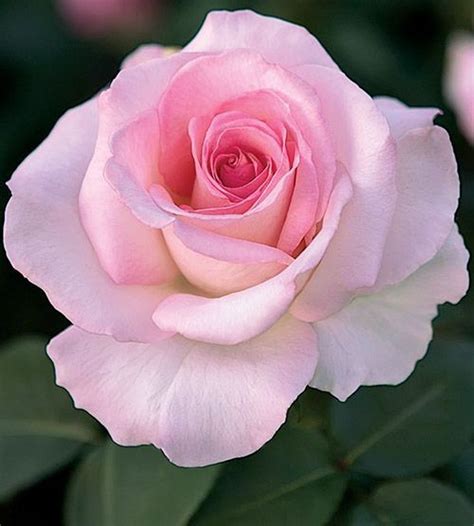 40+ Beautiful Pink Rose Gardening Ideas For Backyard | Hybrid tea roses, Beautiful pink roses ...