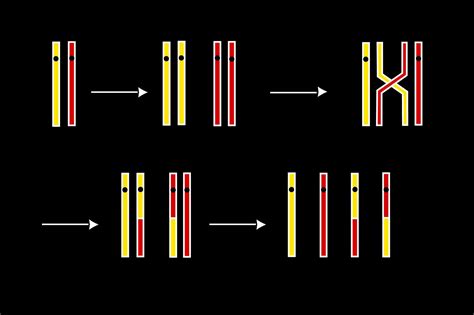 Genetic Recombination and Crossing Over