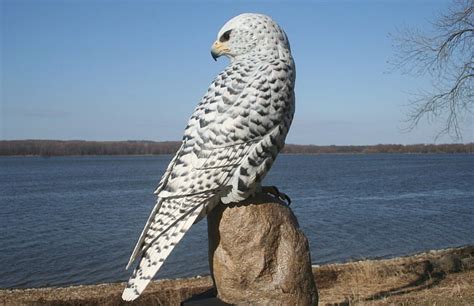 1920x1080px, 1080P free download | The White Peregrine Falcon, BEAUTY ...