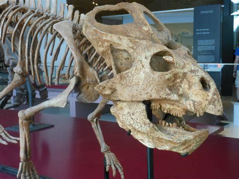 Protoceratops | Dinosaur fossils, Prehistoric animals, Fossils