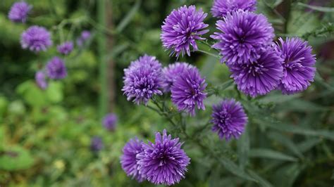 Free photo: Purple Flowers, Flower, Plant - Free Image on Pixabay - 2751140