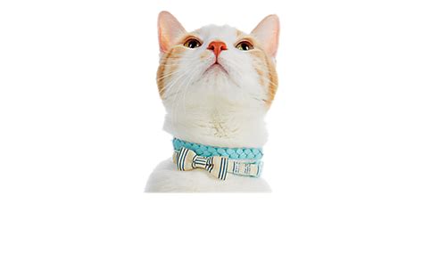 Cat Collars: Breakaway, Safety & Bow Tie Cat Collars | PetSmart