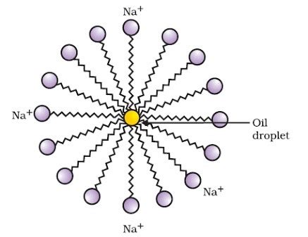 explain micelles formation. - Brainly.in