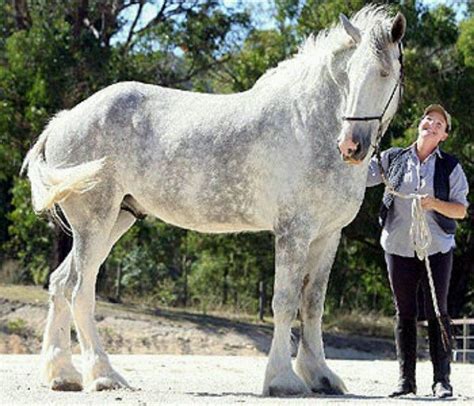 shire horse for sale australia - Renita Whiteside