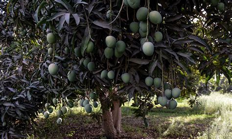 Pakistani Mangoes: The Best of Nature's Bounties - Youlin Magazine