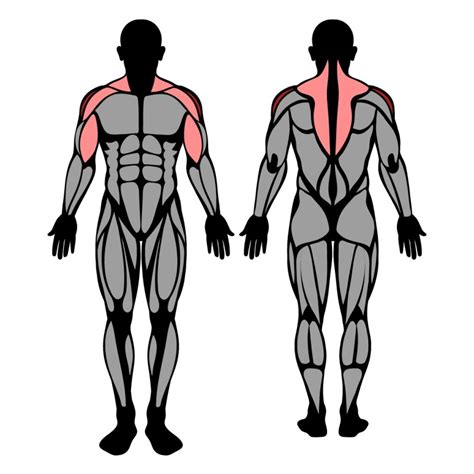 Barbell Upright Row: Muscles Worked & Technique – StrengthLog