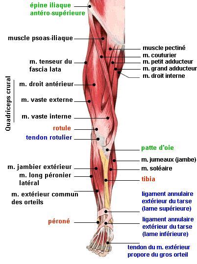 19 meilleures idées sur OS et MUSCLES de la JAMBE by SERENI | muscler les jambes, muscles ...