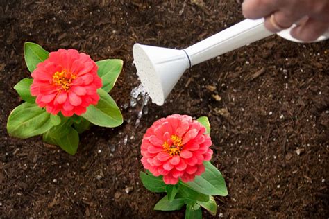 21+ Planting Zinnia From Seed - AviannaElly