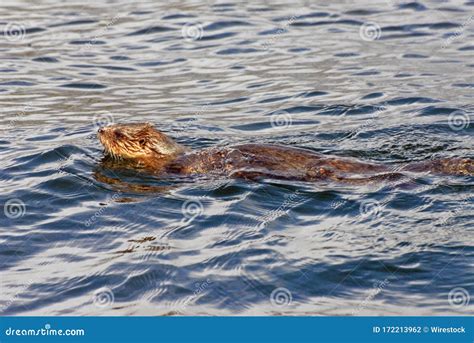 North American River Otter Swimming in the Water Stock Photo - Image of otter, cute: 172213962