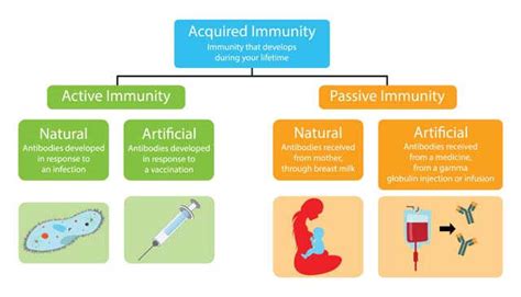 Types of Immunity: Active, Passive, Herd and How to Boost | Femina.in