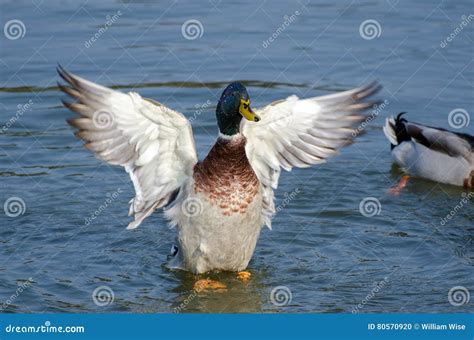 Mallard Duck Drake Spreads Wings in Mating Display Stock Photo - Image of outdoor, nature: 80570920