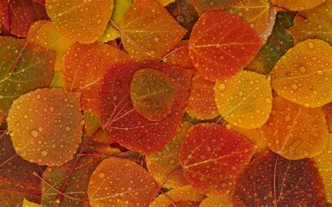 pemandangan: Autumn Leaves Wallpaper