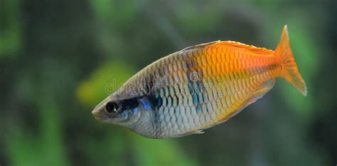 Boesemani Rainbowfish - Care | Size | Tank | Female | Male - SeaFish