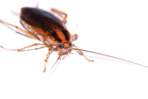 How to Tell if You Have a German Roach Infestation - Pest Control Services