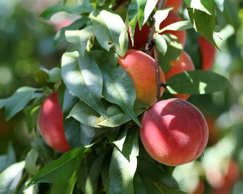 File:Harrow Beauty peaches at Lyman Orchards, 2009-08-30.jpg - Wikimedia Commons