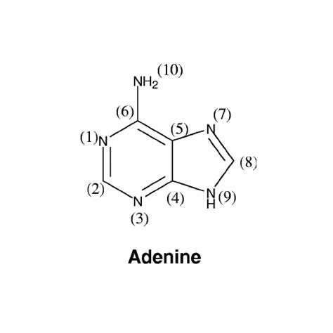 Adenine Compound Application: Pharmaceutical at Best Price in Mumbai | P C Chem