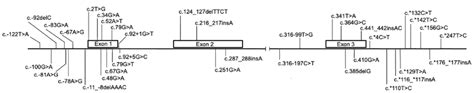 Distribution of HBB gene mutations and variants detected in the study | Download Scientific Diagram