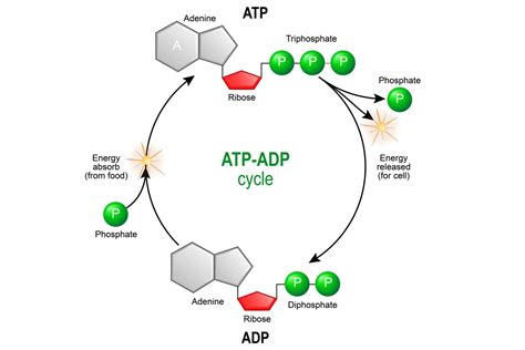 ATP ADP Cycle Steps