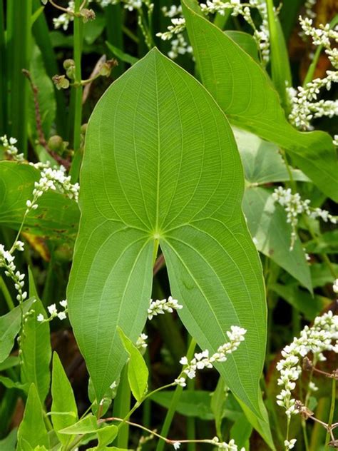 Katniss and Rue: Healing Properties of the Plants of the Hunger Games - RemedyGrove