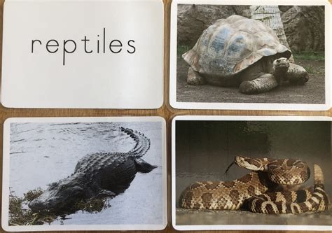 Classification of Reptiles - Quality Educational Material | Kid-ease ...