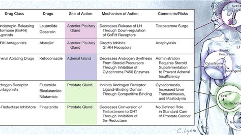 Prostate Hormone Therapy Side Effects - Effect Choices