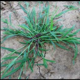 Crabgrass Vs Quackgrass - Lawn Pulse