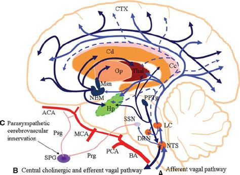 Figure 1 Schematic representation of a parasagittal section of the human brain, showing the ...