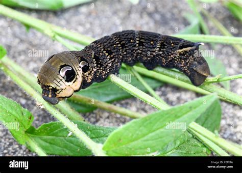 Hawk Moth Caterpillar