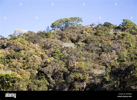 Cloud forest environment Horton Plains national park, Sri Lanka, Asia ...