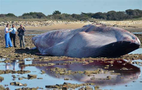 How Can A Dead Whale Explode? Canada Is Wondering, And So Are We