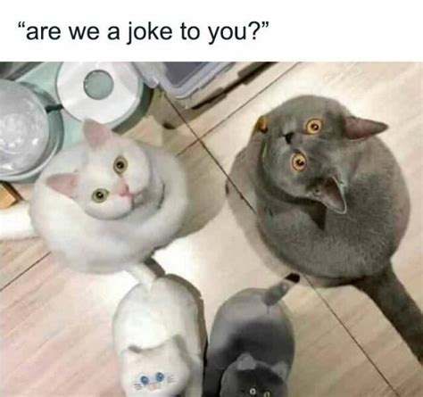 Memes With Cats, part 3 | Fun