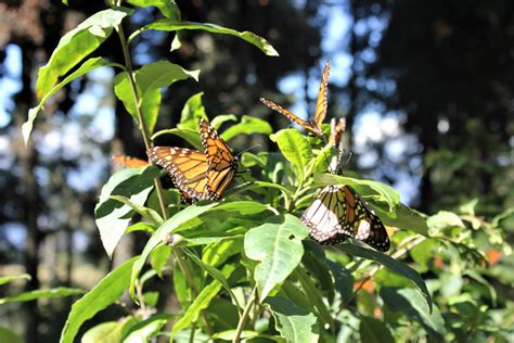 Monarch Butterfly Migration in Mexico | Charlie on Travel