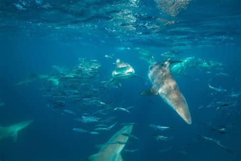 Understanding Shark Fins - American Oceans