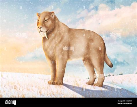 Ice age animal tooth hi-res stock photography and images - Alamy